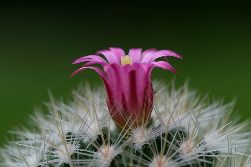 Cactus Image