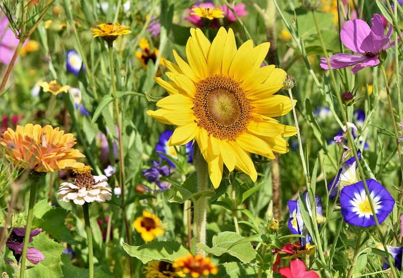City Gardening