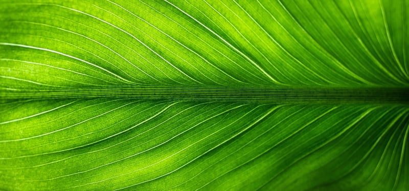 Green Living